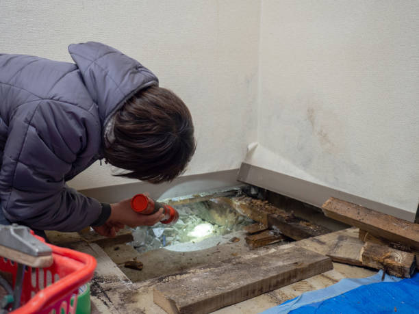 Best Forensic Mold Investigation  in Los Luceros, NM