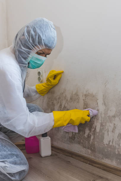 Best Basement Mold Removal  in Los Luceros, NM