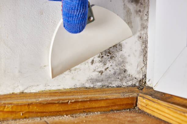 Best Mold Odor Removal Services  in Los Luceros, NM