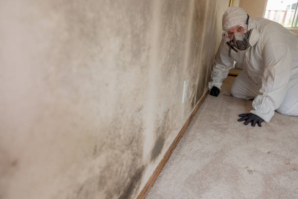Best Comprehensive Air Testing for Mold Contaminants  in Los Luceros, NM